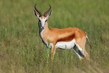 A springbok antelope (Antidorcas marsupialis) in natural habitat, Mokala National Park, South Africa.