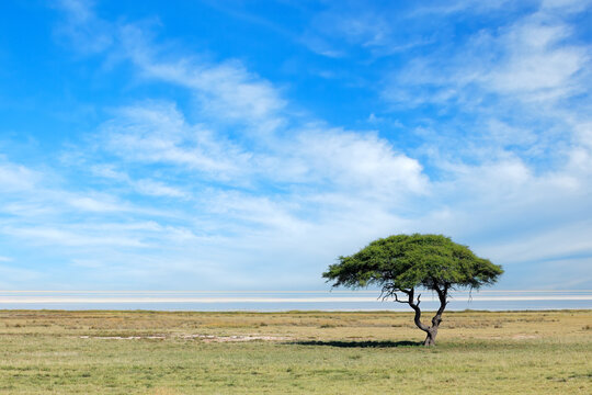 Tree against a blue sky with clouds on the open plains of Etosha National Park, Namibia.