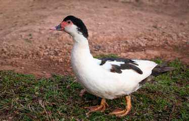 A muscovy duck with black and white hair and a red face. Local duck in a rural of Thailand.
