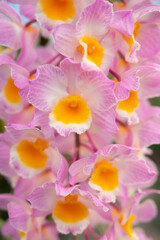 Close-up of Dendrobium farmeri Pink orchid bouquet. The petals are white and pink and the lips are yellow. The flower orchids bloom with natural light in the garden.