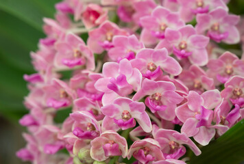 Fototapeta na wymiar Close-up of Rhynchostylis gigantea pink orchid bouquet, petals are soft pink and fragrant. The flower orchid blooming with natural light in the garden.