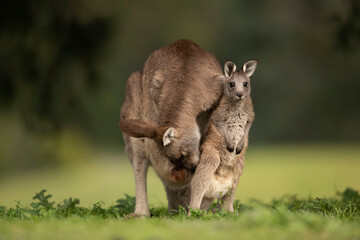 Preparing to Explore - During the early morning, a young joey hops out of her mother’s pouch to stretch her legs. 