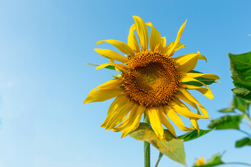Morning sunflower against bright sky detail closeup art