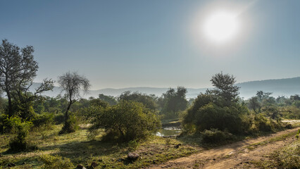 Obraz premium A dirt safari road runs through the jungle. A pond is visible between the trees. Green grass on the roadsides. The sun is shining in the blue sky. A mountain range in the distance. India. Sariska 