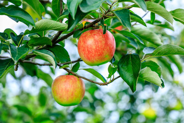Fresh apples grow on the tree in the orchard