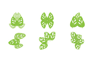Monstera adansonii Leaf Logo, Green Plant Vector, Tree Vector, Rare Leaf Illustration