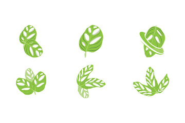 Monstera adansonii Leaf Logo, Green Plant Vector, Tree Vector, Rare Leaf Illustration