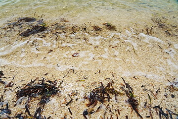 ants on the beach