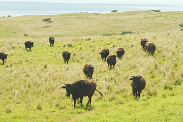 herd of cows
