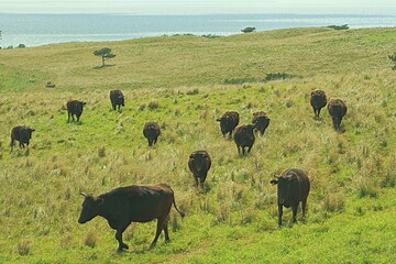 herd of cows