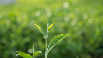 Green tea tree leaves field plant in camellia sinensis organic farm. Close up Tree tea plantations mountain green nature background in morning. Fresh young tender bud herbal Green tea tree in farm