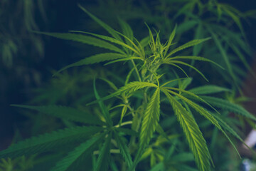 Fototapeta premium Green Marijuana tree cannabis plant narcotic herbal in greenhouse. Hemp leaf made cannabis crude oil at medicine farm. CBC, THC herb agriculture by Weed leaf Drug and medicine healthcare concept