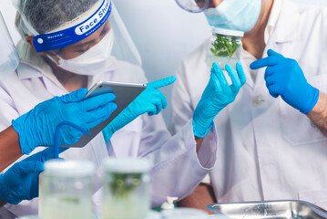 Scientist teams consult together with biochemistry plants tissue culture biotechnology science....