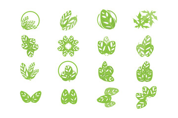 Monstera adansonii Leaf Logo, Green Plant Vector, Tree Vector, Rare Leaf Illustration