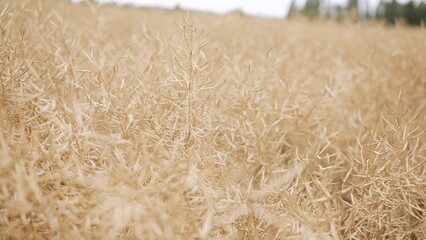 In the field ripe rapeseed. Pod of rapeseed. A rapeseed crop that is just starting to grow.