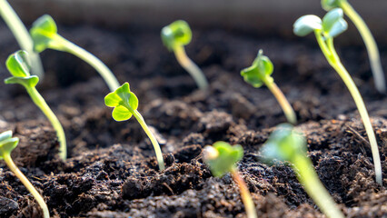 Melon seedlings in a tray, Sprouted seedlings are planted on black tray in the greenhouse.