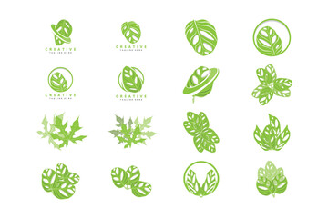 Monstera adansonii Leaf Logo, Green Plant Vector, Tree Vector, Rare Leaf Illustration