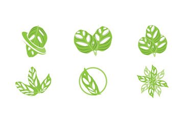 Monstera adansonii Leaf Logo, Green Plant Vector, Tree Vector, Rare Leaf Illustration