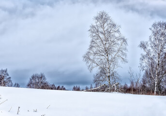 Lonely birch tree on a hill in the forest. Winter forest landscape.