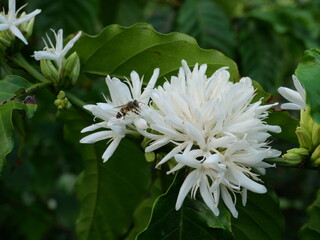 Honey bee on Robusta coffee blossom on tree plant with green leaf with black color in background. Petals and white stamens of blooming flowers