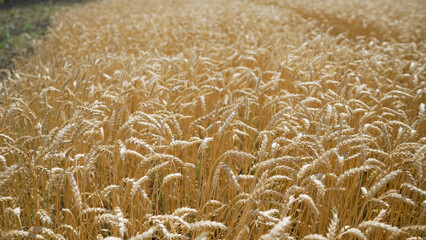 Yellow wheat grain ready for harvest in farm field. Field with mature wheat.