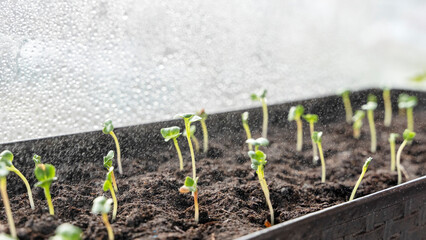 Melon seedlings in a tray, Sprouted seedlings are planted on black tray in the greenhouse.