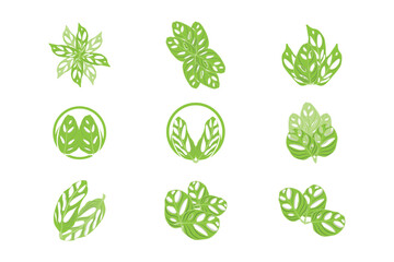 Monstera adansonii Leaf Logo, Green Plant Vector, Tree Vector, Rare Leaf Illustration