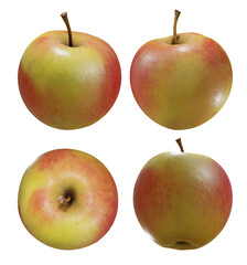 3d rendering half ripe apple fruit perspective view