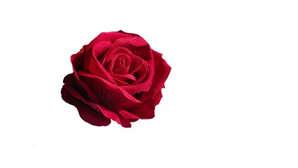 red rose isolated on white