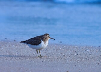 Common sandpiper standing on the beach. Water bird. 