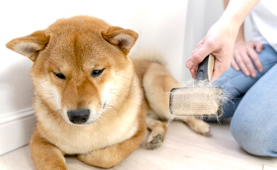 Cropped image of woman combing hair of Shiba Inu dog with comb brush. Idea of relationship between...