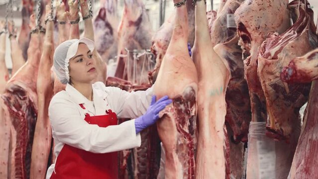 Female butcher inspecting pig carcass in meat storage Female slaughterhouse worker looking at pig carcass in meat storage. High quality 4k footage