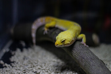 cute desert lizard gecko animal photo