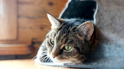 Bengal cat lying on sofa and smiling.