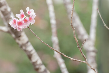 Closeup view of sakura flower in springtime season