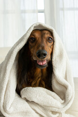 Red long haired dachshund sitting in white blanket with open mouth and looking at camera