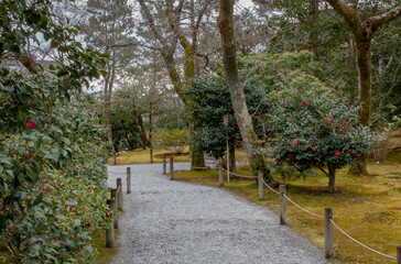 Colorful zen garden nature plants and trees in the Tenryu-ji Buddhist temple in Kyoto Japan