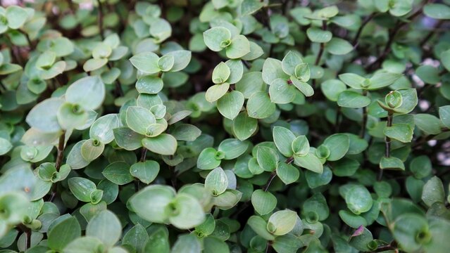 Top view of Callisia repens. Full frame. Creeping inchplant or turtle vine.