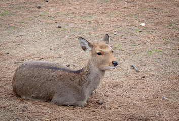 Deer sitting on the ground at a temple site Kofuku-ji Kokuhokan Buddhist Temple in Nara Japan