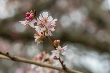 Frühling