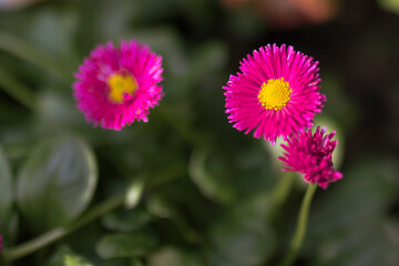 Obraz premium flower, pink, nature, garden, plant, summer, flowers, daisy, spring, blossom, flora, bloom, purple, beauty, close-up, beautiful