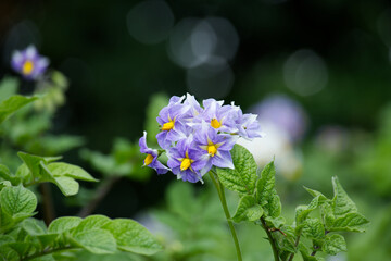 Flowering potato plant, potatoes flowers blossom