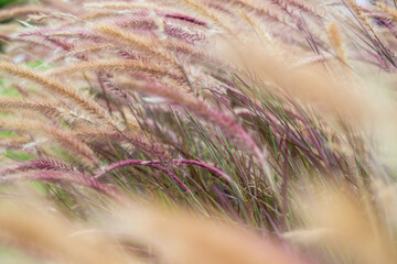 Grass flower blowing in the wind
