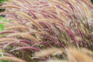 Grass flower blowing in the wind