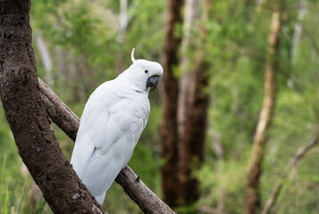 white cockatoo parrot