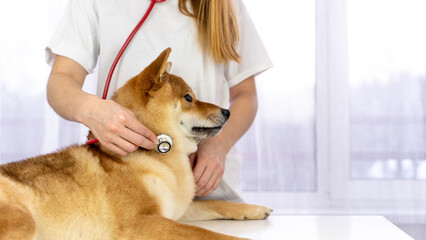 a dog and a stethoscope at a veterinarian's appointment