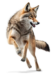 Fototapeta premium Jumping Wolf, isolated background. Generative Ai