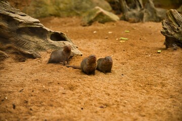Mongoose family sitting on a sandy ground, tree stumps in the background.
