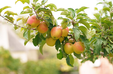 Apple tree branch with several fruits on a summer morning in the garden