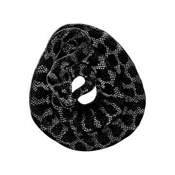 Jungle Carpet Python hand drawing vector isolated on background.	
